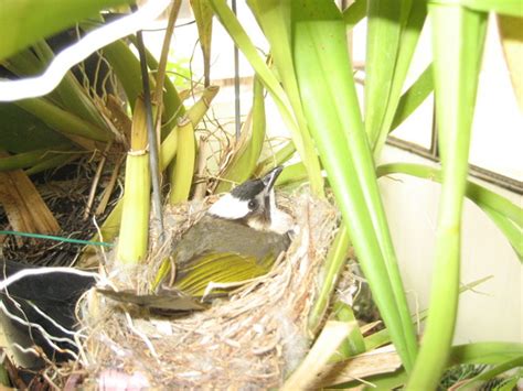 鳥兒在家築巢|【鳥在家裡築巢】鳥兒在家裡築巢預示什麼？風水專家。